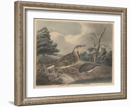 Meadow Lark and Snow Bird-Thomas Doughty-Framed Giclee Print