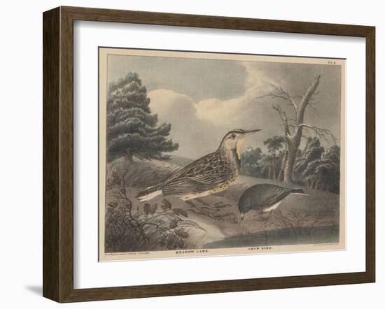 Meadow Lark and Snow Bird-Thomas Doughty-Framed Giclee Print