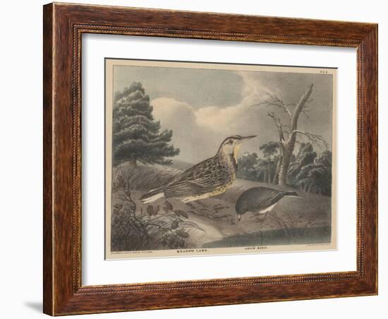 Meadow Lark and Snow Bird-Thomas Doughty-Framed Giclee Print