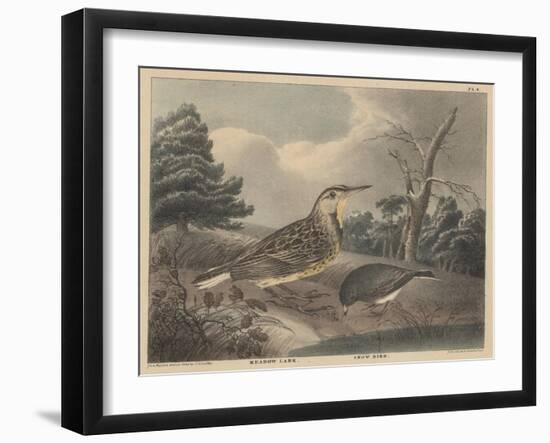 Meadow Lark and Snow Bird-Thomas Doughty-Framed Giclee Print