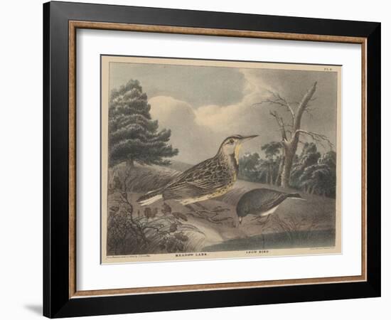 Meadow Lark and Snow Bird-Thomas Doughty-Framed Giclee Print