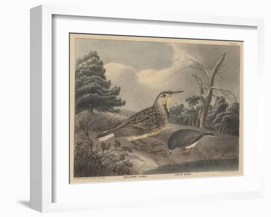 Meadow Lark and Snow Bird-Thomas Doughty-Framed Giclee Print