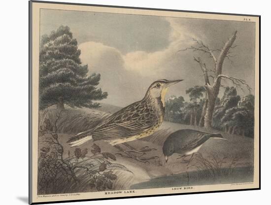 Meadow Lark and Snow Bird-Thomas Doughty-Mounted Giclee Print