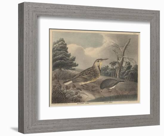 Meadow Lark and Snow Bird-Thomas Doughty-Framed Giclee Print