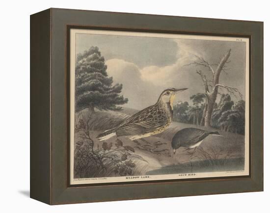 Meadow Lark and Snow Bird-Thomas Doughty-Framed Premier Image Canvas