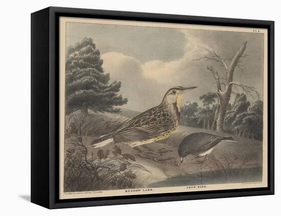 Meadow Lark and Snow Bird-Thomas Doughty-Framed Premier Image Canvas