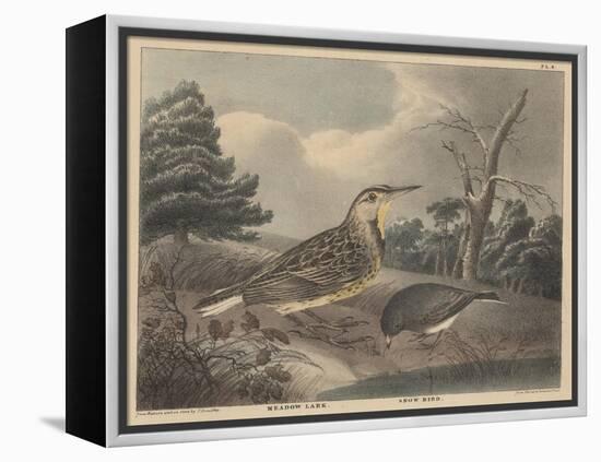 Meadow Lark and Snow Bird-Thomas Doughty-Framed Premier Image Canvas