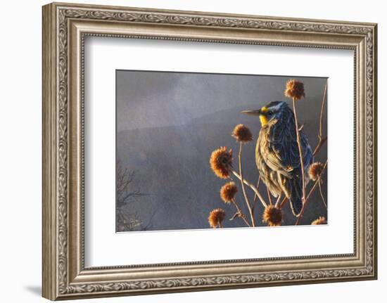 Meadow Lark-Chris Vest-Framed Art Print