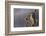 Meadow Lark-Chris Vest-Framed Art Print