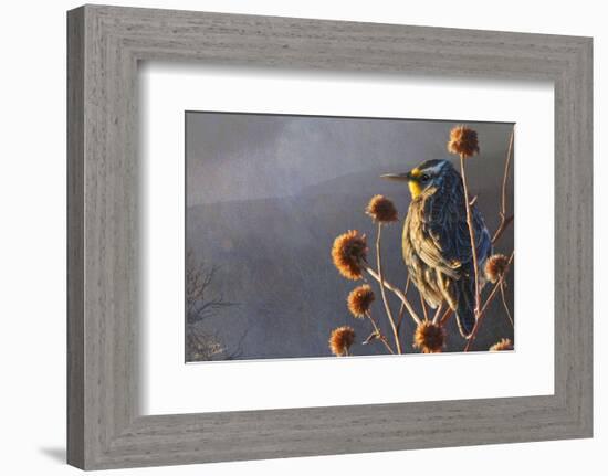 Meadow Lark-Chris Vest-Framed Art Print