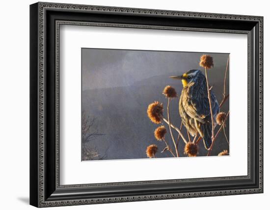 Meadow Lark-Chris Vest-Framed Art Print