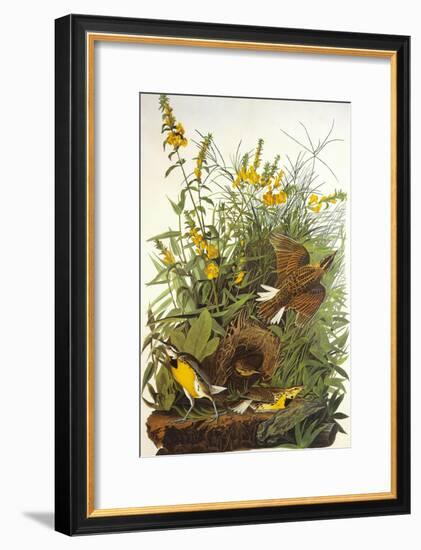 Meadow Lark-John James Audubon-Framed Art Print