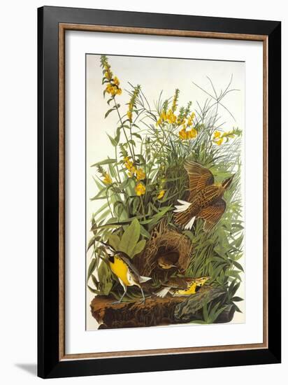 Meadow Lark-John James Audubon-Framed Art Print