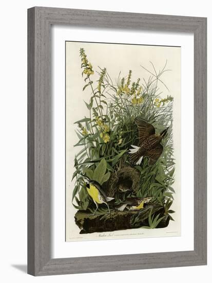 Meadow Lark-null-Framed Giclee Print