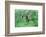 Meadow, Mufflon, Ovis Ammon Musimon,-Reiner Bernhardt-Framed Photographic Print