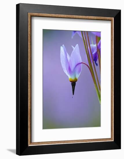 Meadow of Jeffrey's Shooting star flowers, Tuolumne Meadows, Yosemite National Park, California-Adam Jones-Framed Photographic Print