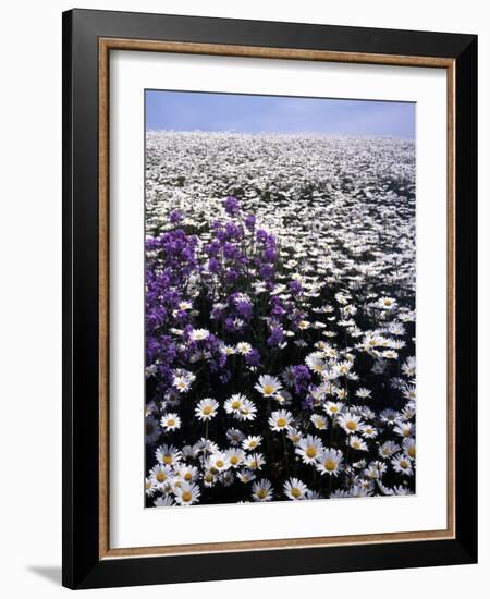 Meadow of Oxeye Daisy and Lunaria, Roanoke County, Virginia, USA-Charles Gurche-Framed Photographic Print