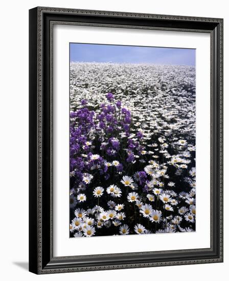 Meadow of Oxeye Daisy and Lunaria, Roanoke County, Virginia, USA-Charles Gurche-Framed Photographic Print