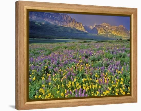 Meadow of Wildflowers in the Many Glacier Valley of Glacier National Park, Montana, USA-Chuck Haney-Framed Premier Image Canvas