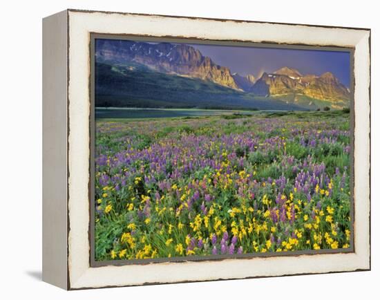 Meadow of Wildflowers in the Many Glacier Valley of Glacier National Park, Montana, USA-Chuck Haney-Framed Premier Image Canvas