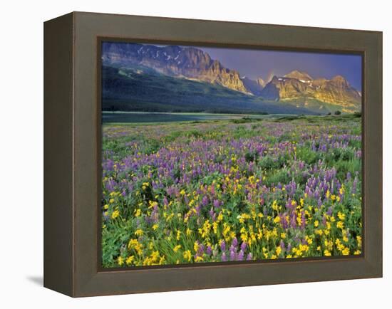 Meadow of Wildflowers in the Many Glacier Valley of Glacier National Park, Montana, USA-Chuck Haney-Framed Premier Image Canvas