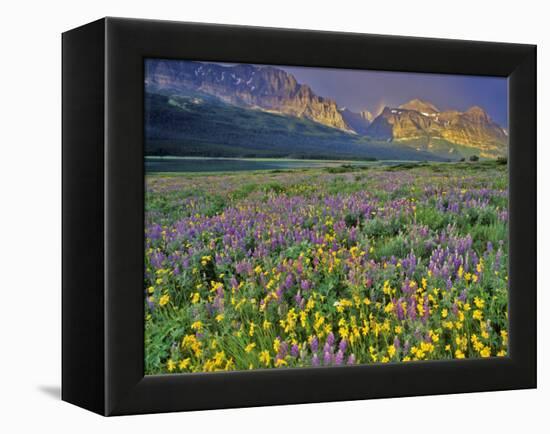 Meadow of Wildflowers in the Many Glacier Valley of Glacier National Park, Montana, USA-Chuck Haney-Framed Premier Image Canvas