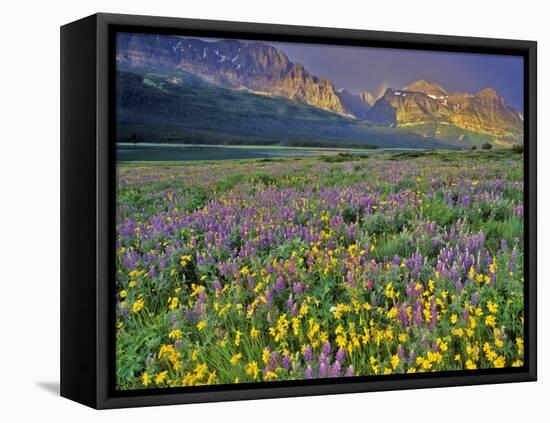 Meadow of Wildflowers in the Many Glacier Valley of Glacier National Park, Montana, USA-Chuck Haney-Framed Premier Image Canvas