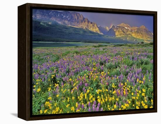 Meadow of Wildflowers in the Many Glacier Valley of Glacier National Park, Montana, USA-Chuck Haney-Framed Premier Image Canvas