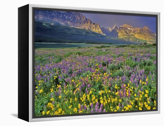 Meadow of Wildflowers in the Many Glacier Valley of Glacier National Park, Montana, USA-Chuck Haney-Framed Premier Image Canvas