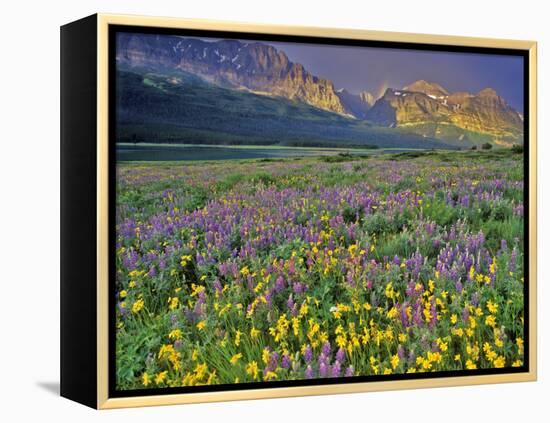 Meadow of Wildflowers in the Many Glacier Valley of Glacier National Park, Montana, USA-Chuck Haney-Framed Premier Image Canvas