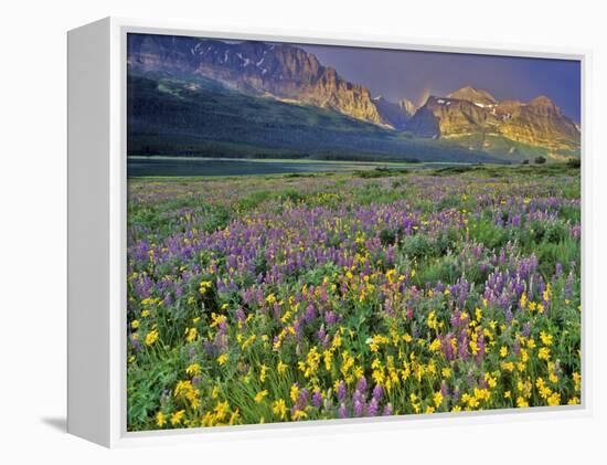 Meadow of Wildflowers in the Many Glacier Valley of Glacier National Park, Montana, USA-Chuck Haney-Framed Premier Image Canvas