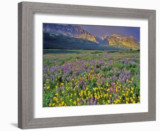 Meadow of Wildflowers in the Many Glacier Valley of Glacier National Park, Montana, USA-Chuck Haney-Framed Photographic Print