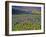 Meadow of Wildflowers in the Many Glacier Valley of Glacier National Park, Montana, USA-Chuck Haney-Framed Photographic Print