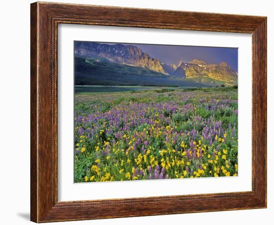 Meadow of Wildflowers in the Many Glacier Valley of Glacier National Park, Montana, USA-Chuck Haney-Framed Photographic Print