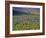 Meadow of Wildflowers in the Many Glacier Valley of Glacier National Park, Montana, USA-Chuck Haney-Framed Photographic Print