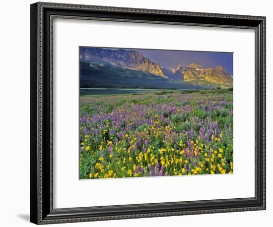 Meadow of Wildflowers in the Many Glacier Valley of Glacier National Park, Montana, USA-Chuck Haney-Framed Photographic Print