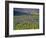 Meadow of Wildflowers in the Many Glacier Valley of Glacier National Park, Montana, USA-Chuck Haney-Framed Photographic Print