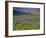 Meadow of Wildflowers in the Many Glacier Valley of Glacier National Park, Montana, USA-Chuck Haney-Framed Photographic Print