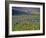 Meadow of Wildflowers in the Many Glacier Valley of Glacier National Park, Montana, USA-Chuck Haney-Framed Photographic Print