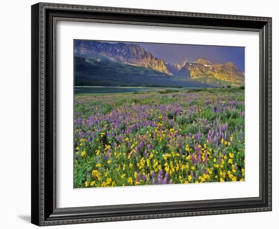 Meadow of Wildflowers in the Many Glacier Valley of Glacier National Park, Montana, USA-Chuck Haney-Framed Photographic Print