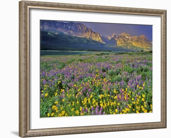 Meadow of Wildflowers in the Many Glacier Valley of Glacier National Park, Montana, USA-Chuck Haney-Framed Photographic Print