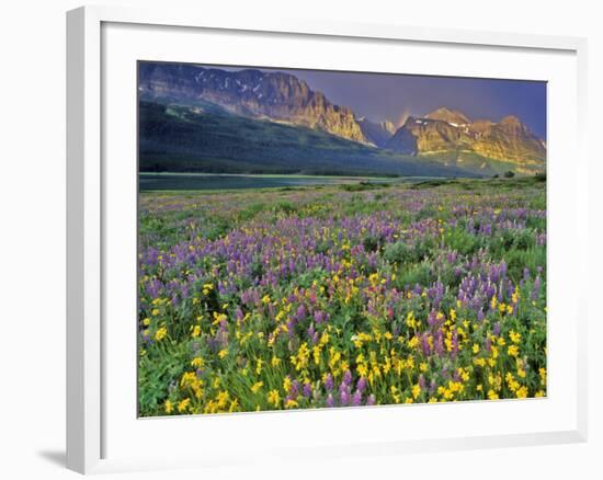 Meadow of Wildflowers in the Many Glacier Valley of Glacier National Park, Montana, USA-Chuck Haney-Framed Photographic Print