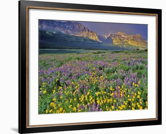 Meadow of Wildflowers in the Many Glacier Valley of Glacier National Park, Montana, USA-Chuck Haney-Framed Photographic Print