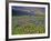 Meadow of Wildflowers in the Many Glacier Valley of Glacier National Park, Montana, USA-Chuck Haney-Framed Photographic Print