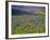 Meadow of Wildflowers in the Many Glacier Valley of Glacier National Park, Montana, USA-Chuck Haney-Framed Photographic Print