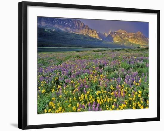 Meadow of Wildflowers in the Many Glacier Valley of Glacier National Park, Montana, USA-Chuck Haney-Framed Photographic Print