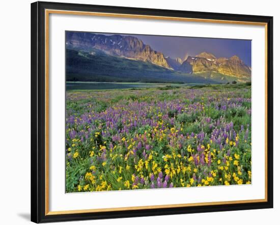 Meadow of Wildflowers in the Many Glacier Valley of Glacier National Park, Montana, USA-Chuck Haney-Framed Photographic Print