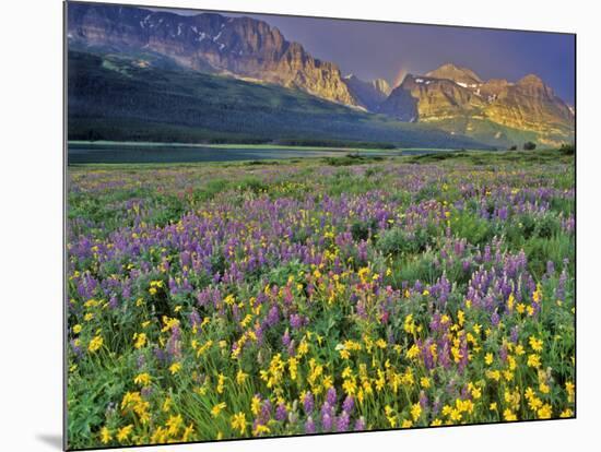 Meadow of Wildflowers in the Many Glacier Valley of Glacier National Park, Montana, USA-Chuck Haney-Mounted Photographic Print
