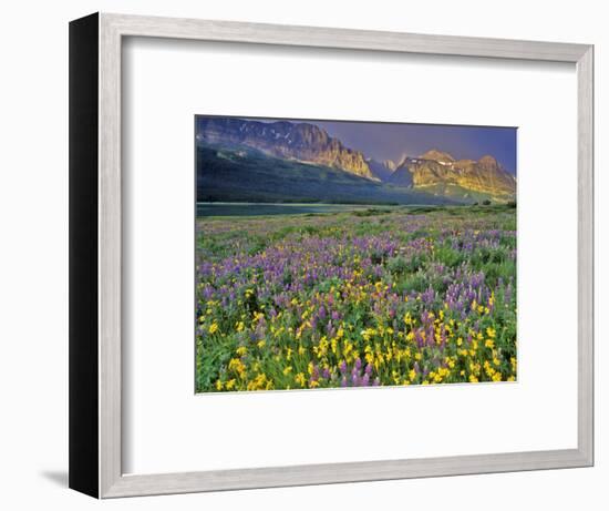 Meadow of Wildflowers in the Many Glacier Valley of Glacier National Park, Montana, USA-Chuck Haney-Framed Photographic Print