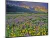 Meadow of Wildflowers in the Many Glacier Valley of Glacier National Park, Montana, USA-Chuck Haney-Mounted Photographic Print